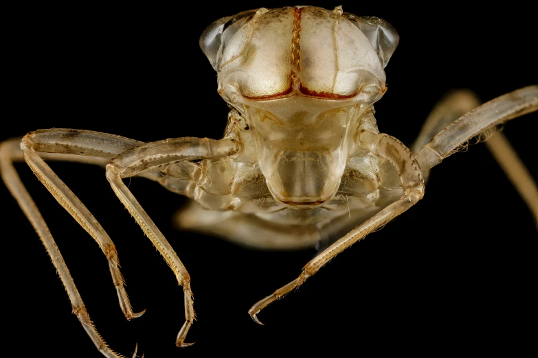 a close up image of a creepy insect on a black background