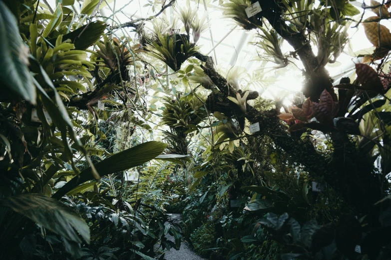 the ceiling is covered with tropical plants in the rainforest