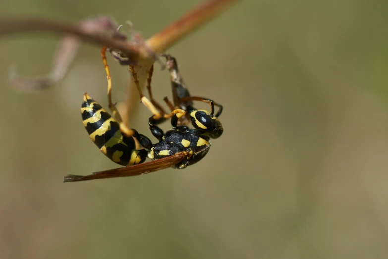 two small yellow bugs that are perched on a nch