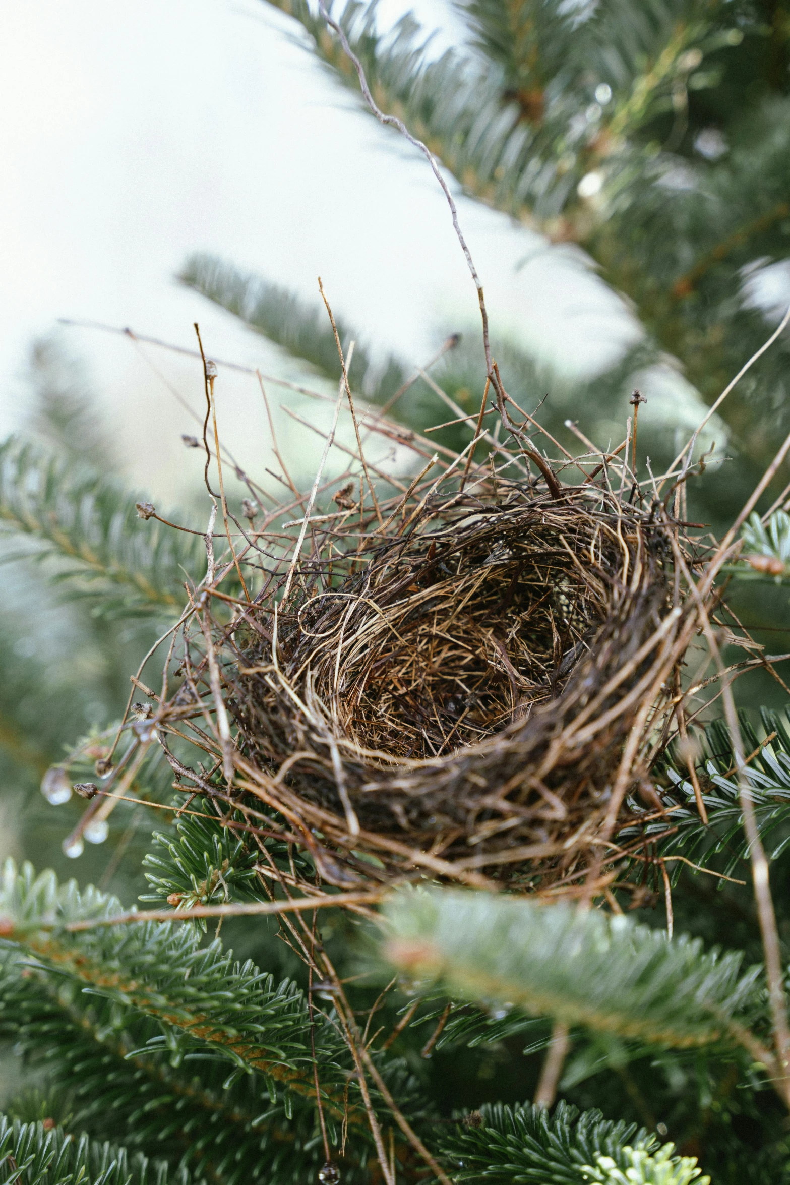 an image of birds nest made out of twigs