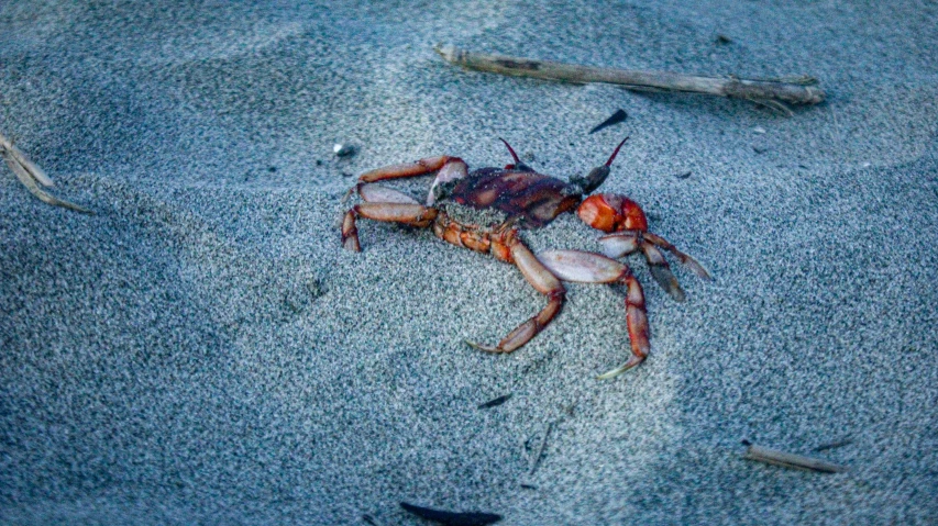 a crab with its legs and  out sitting in sand