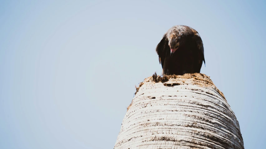 a large bird perched on top of a palm tree