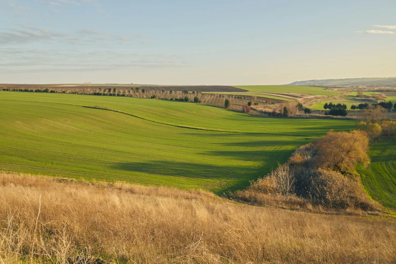 a lush green field next to a forest on top of a hill