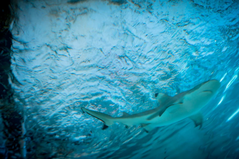 a gray shark swimming underneath a very blue ocean