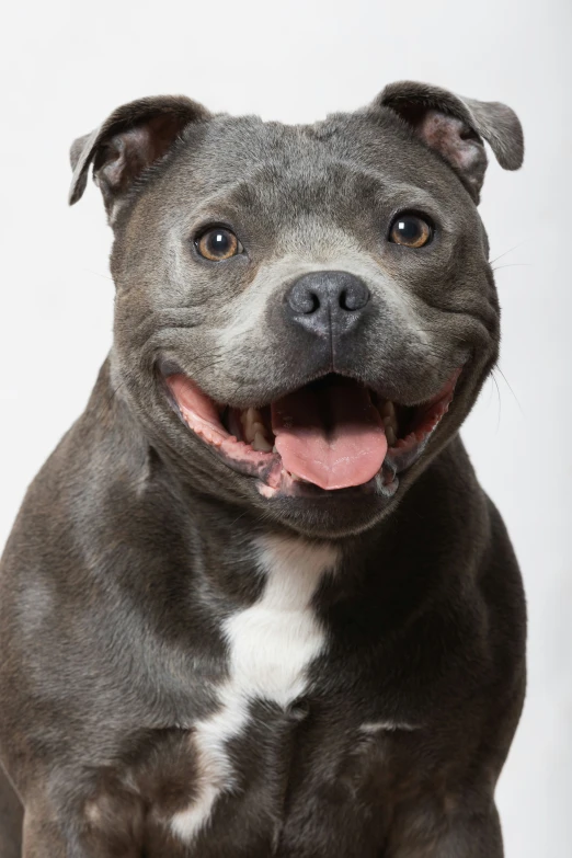 a black and white dog sitting with his tongue out