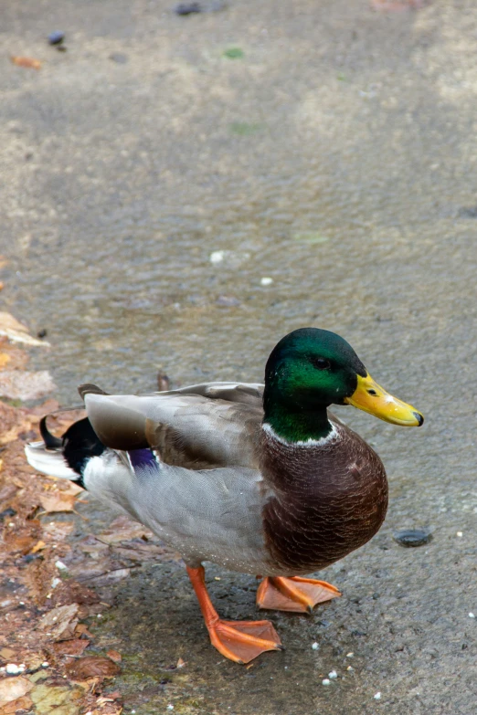 a mallard standing on the ground with leaves
