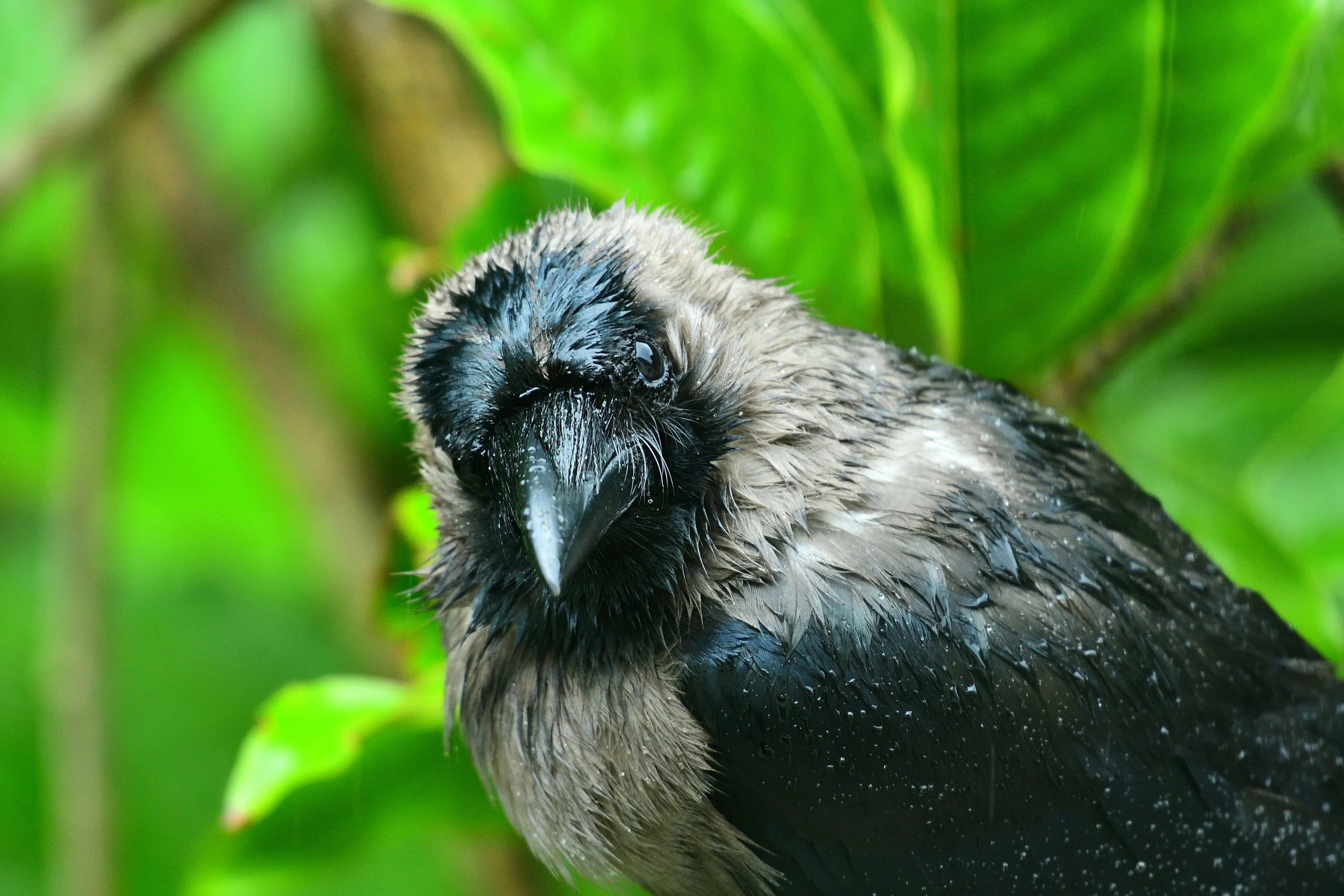 this is an image of a bird with feathers