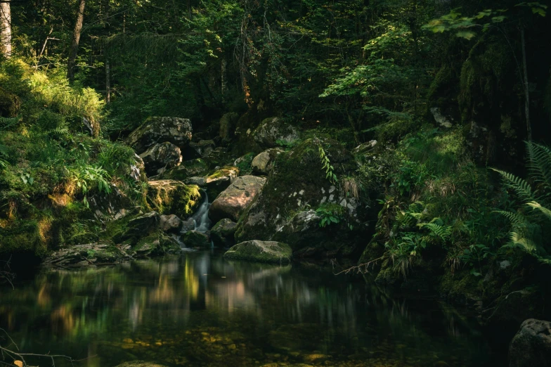 a stream running through a lush green forest