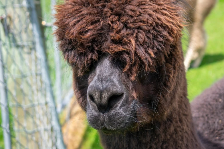 an image of an animal with very gy hair