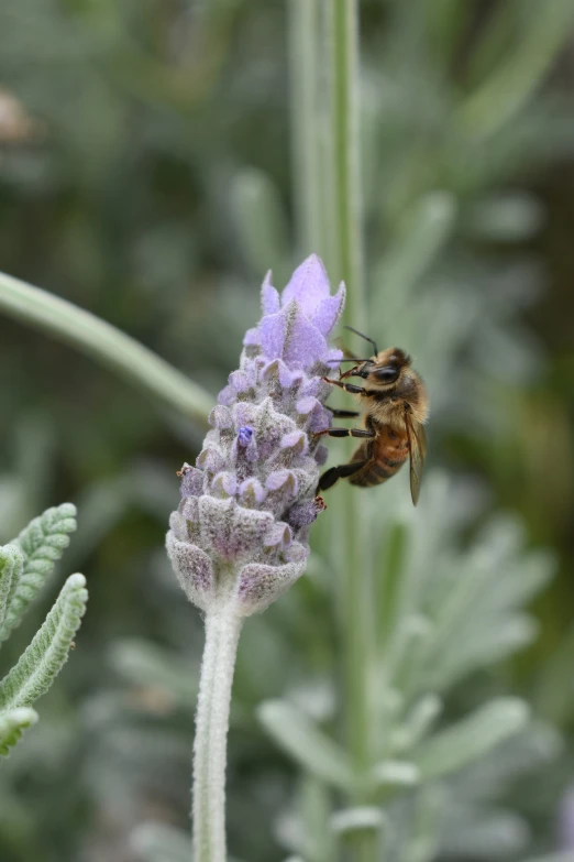 a bee is in flight on a lavender flower