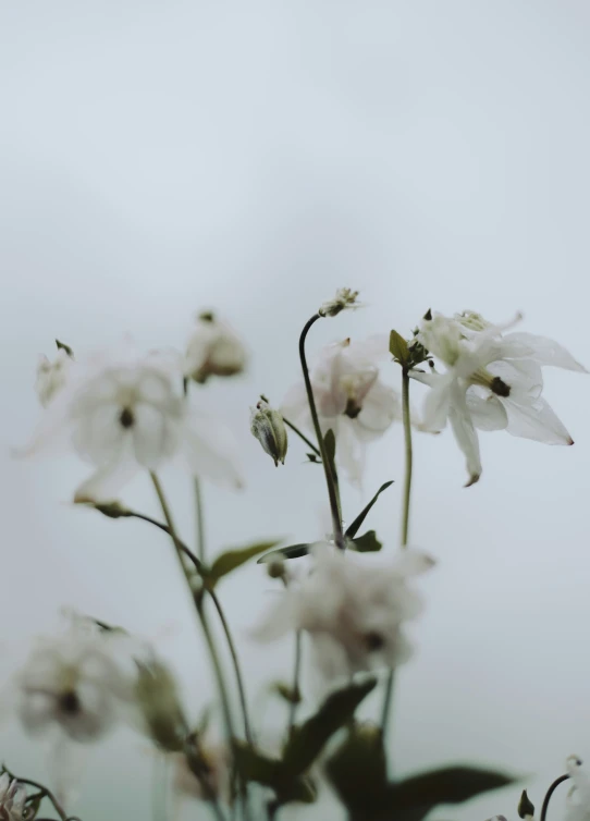 a group of flowers that are next to each other