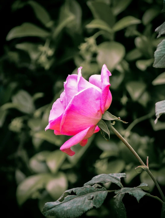 a rose in a field of flowers with leaves