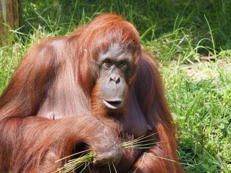 an oranguel sitting in the grass and looking at soing