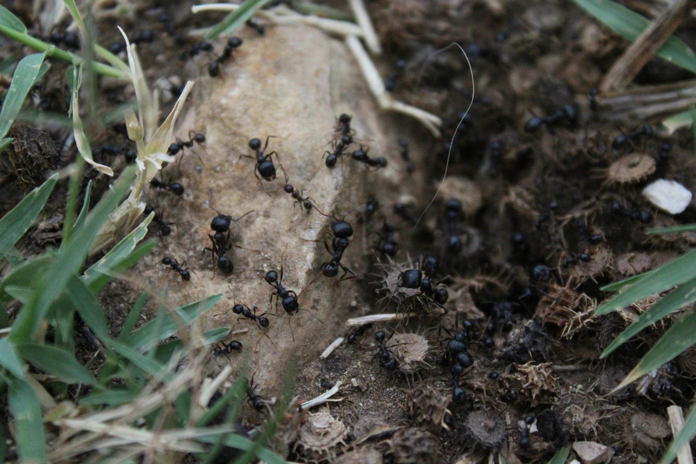 a group of ants are gathering around on a rock