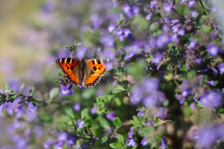 a close up of a erfly on some flowers