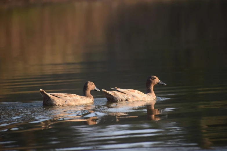 two ducks in a pond with some green grass