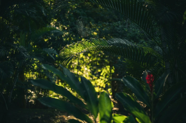 leaves and a tree on the jungle floor