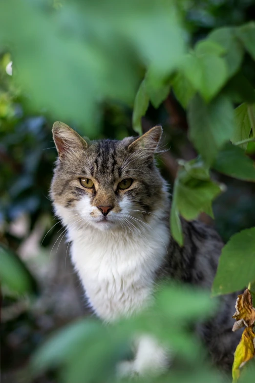 a cat is sitting under some plants on the ground