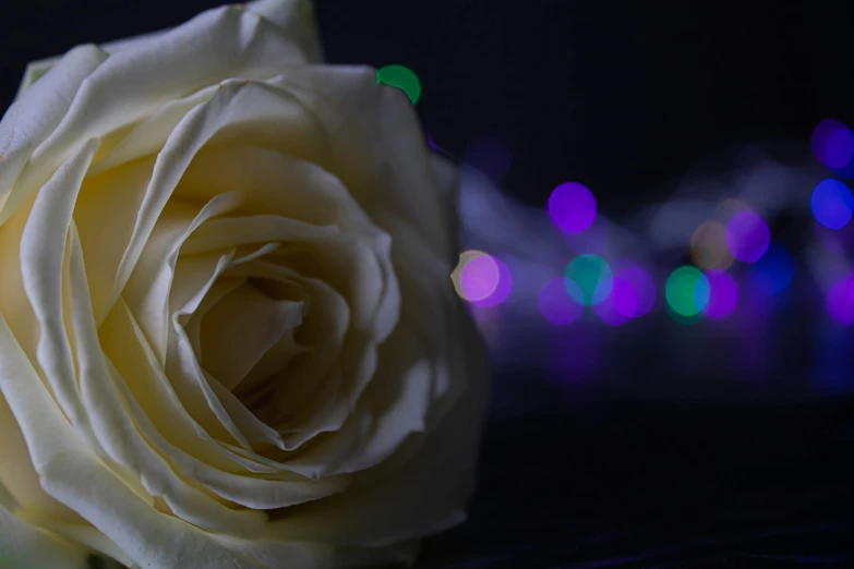 the center of a white rose, glowing brightly in the background