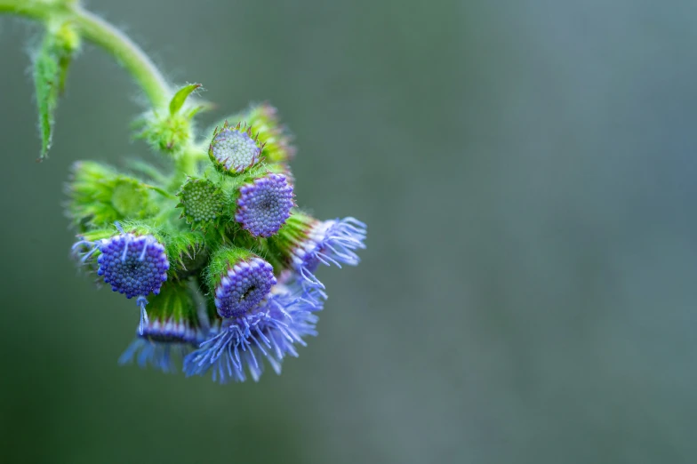 a nch with flowers with several green leaves