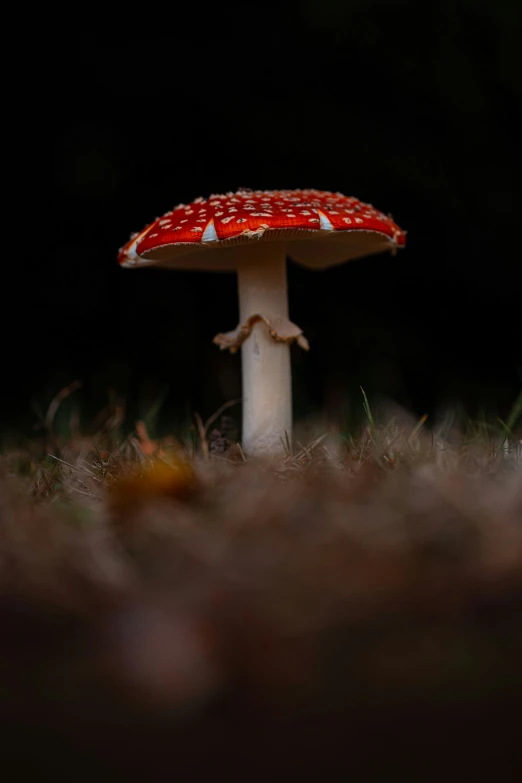 a large red mushroom in the grass