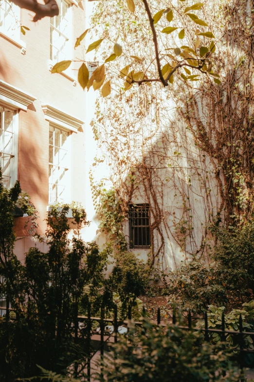 an open air condition, that is very dry, with vines