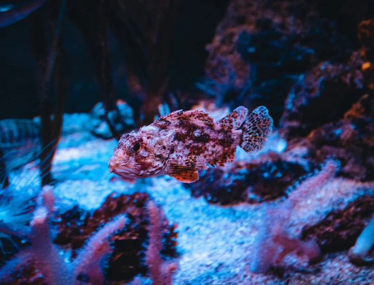 a strange fish is pictured in the dark