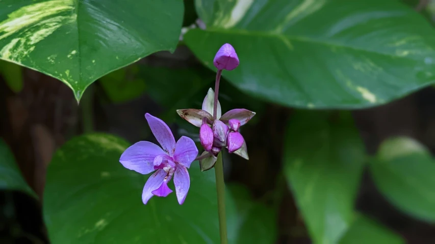 some pink and purple flowers growing on a big green plant