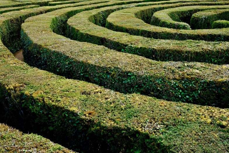 a view from inside of the ground of a maze