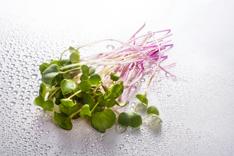 some little sprouts and other green plants are on a table