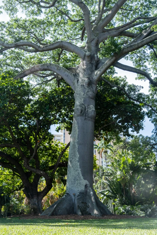 a tree with very large, old trunk and two birds perched on the ground below