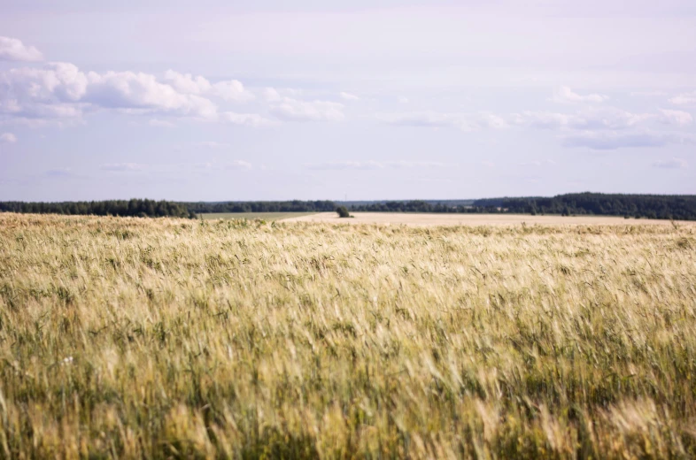 this is a field full of tall grass