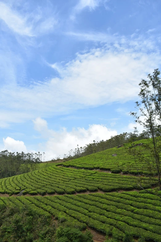 a hill with a tea plant covered mountain in the distance