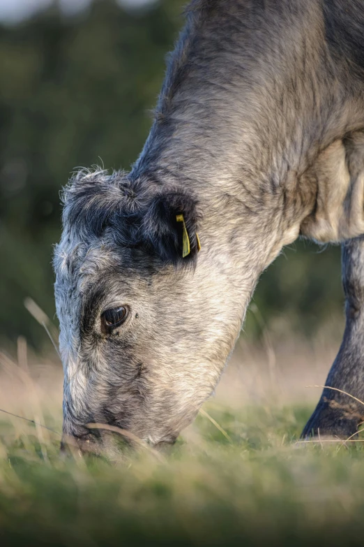 a gray and white goat grazing on grass