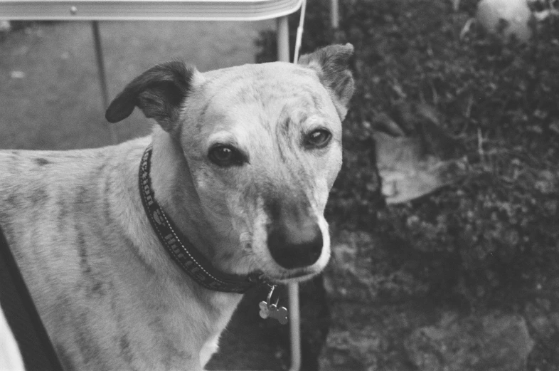 a dog standing on the grass looking at the camera