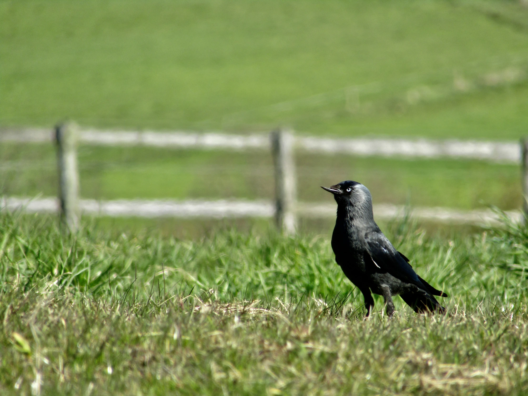 a black crow sitting on top of grass