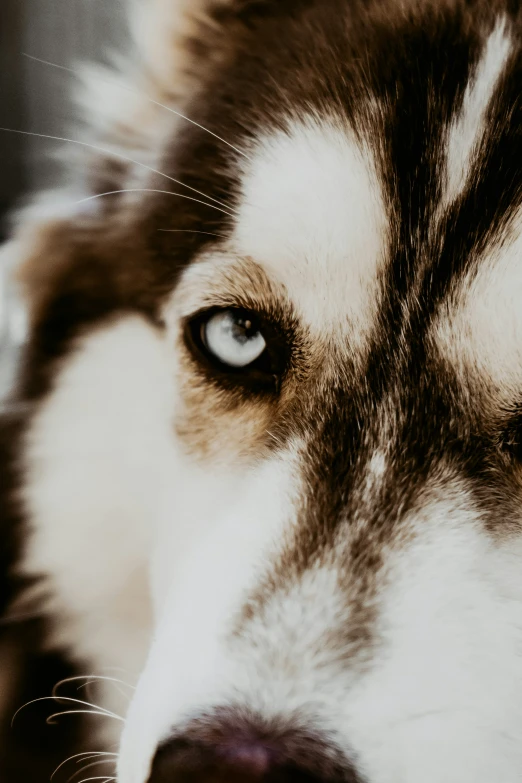 close up of the head and side of a husky dog