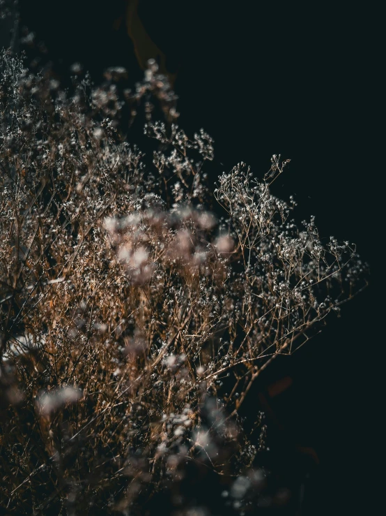 the brown bush is full of frost and snow flakes