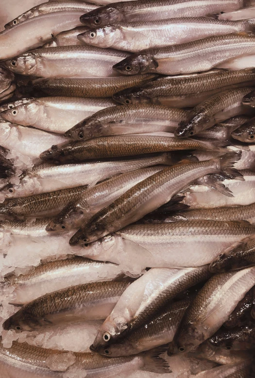 fish are in clear containers full of ice