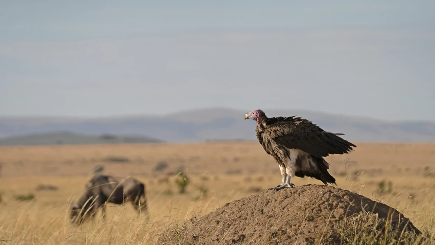 a large bird is perched on top of a mound