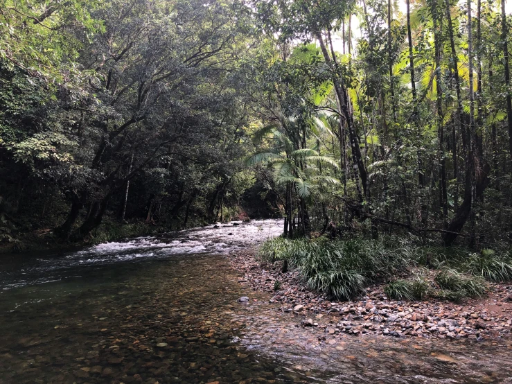 the forest is lush and green with low trees