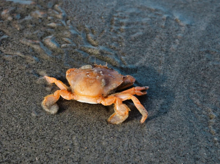 a close up of a crab on sand