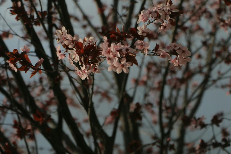 a bunch of flowers that are sitting on a tree