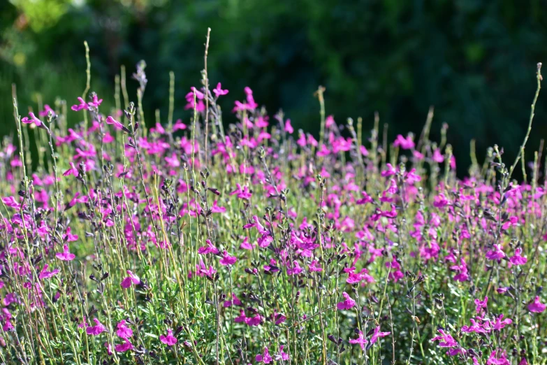 the purple flowers are growing out of the field