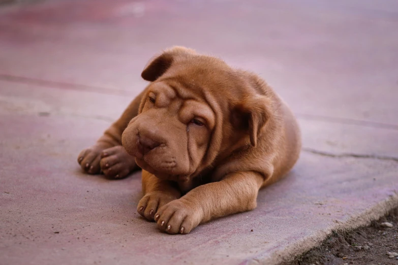 a little puppy that is laying down on the ground