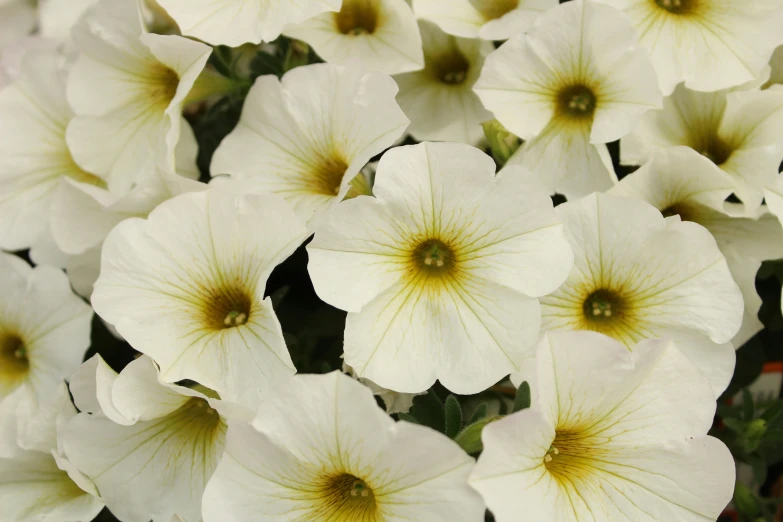 some white flowers are blooming on the stalk