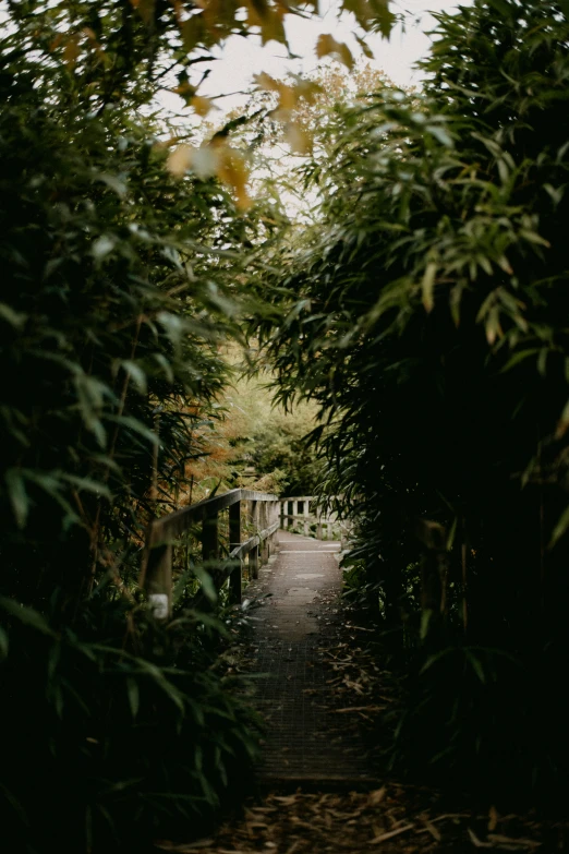 a pathway made out of trees on a cloudy day