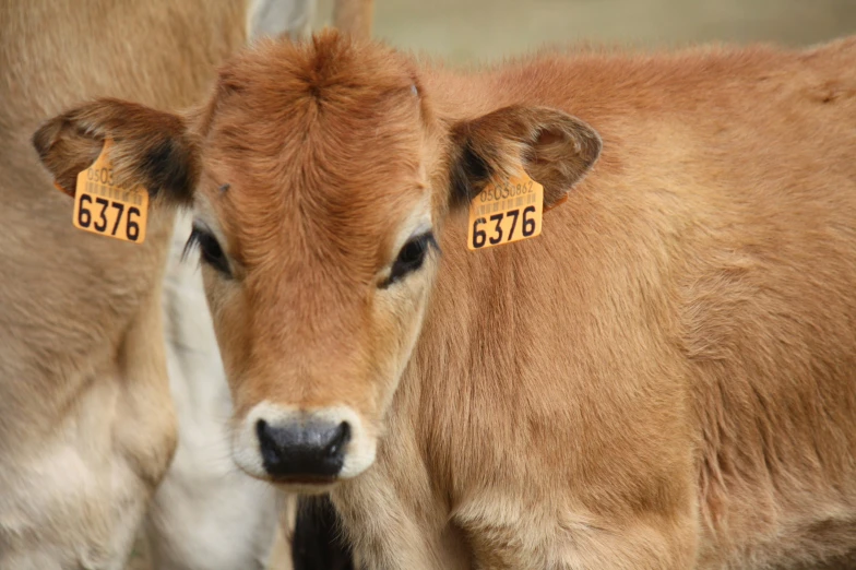 two brown cows looking at each other and a tag
