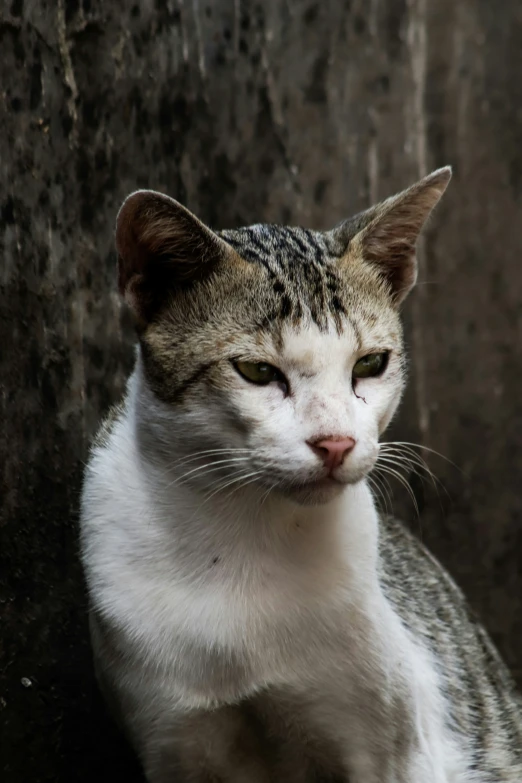 the cat is looking at soing interesting with all his eyes wide open