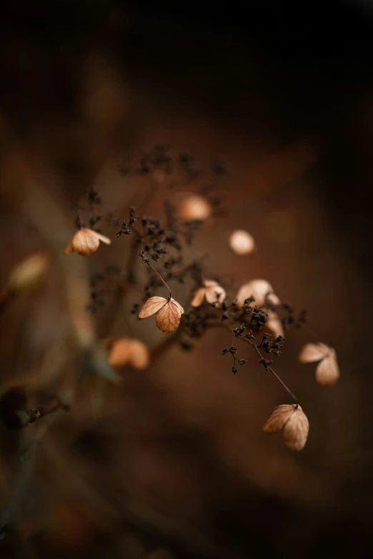 plants that are growing through the dark with leaves